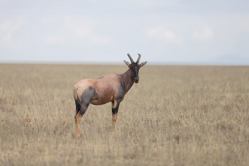 Portrait of east african topi antelope