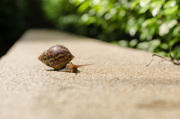 The journey of snails