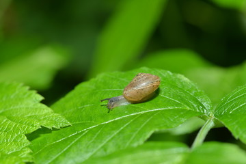 Schnecke im Himbeerstrauch