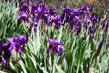 Blue irises in spring in the Slide Rock State Park in Arizona, USA 