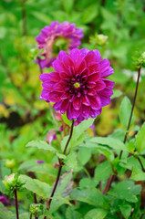 Rosa Blume im Regen mit grünen Blättern