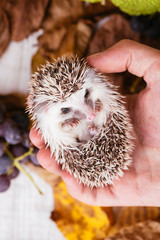 Cute African pygmy hedgehog baby in human hand.