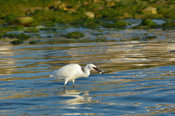 Schneereiher auf Fischfang in der ansteigenden Flut