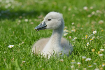 Jungschwan zwischen Gänseblümchen