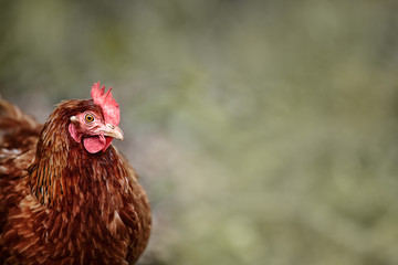 Chicken Portrait