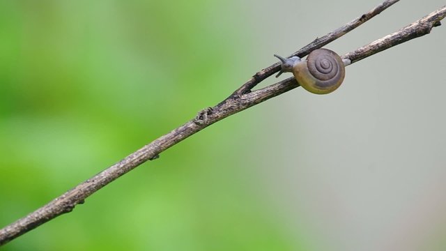 a snail is climbing the tree branch