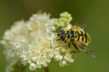 Kleine Schwebfliege auf weißer Blütendolde