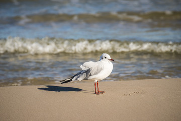 Lachmöwe am Ostseestrand