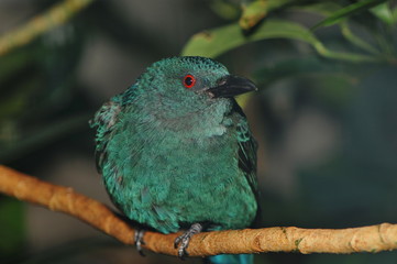 Senegalbrillenvogel