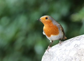Close up of a Robin on a rock