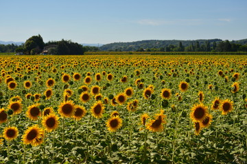 Sunflowers