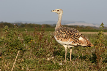 Great bustard, Otis tarda