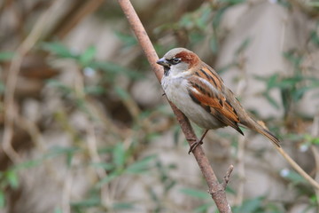 Kleiner Spatz im Busch