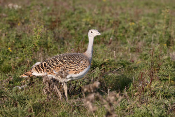 Great bustard, Otis tarda