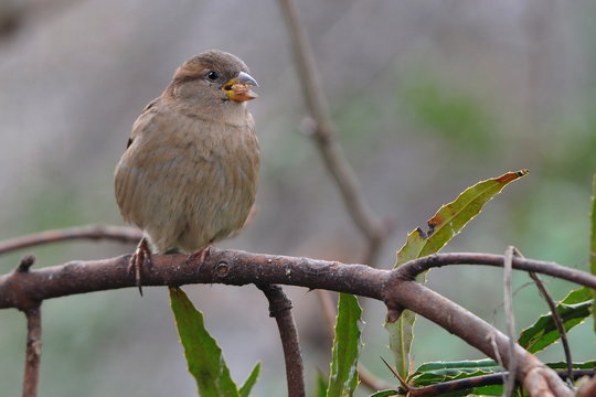 Kleiner Spatz im Busch