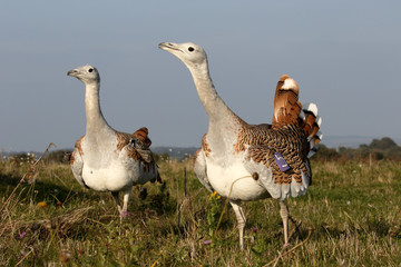 Great bustard, Otis tarda