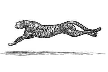 engrave leopard illustration