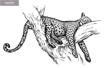 engrave leopard illustration © doublebubble_rus
