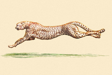 engrave leopard illustration © doublebubble_rus