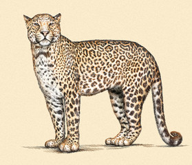 engrave leopard illustration