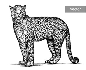 engrave leopard illustration