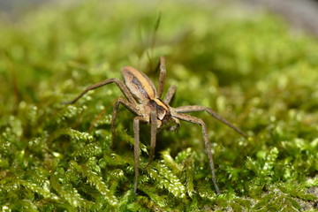 Listspinne im Moos