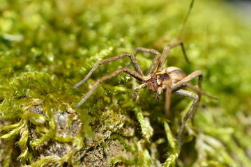 Listspinne im Moos
