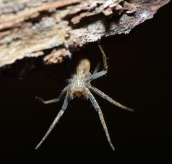 Listspinne