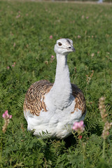 Great bustard, Otis tarda