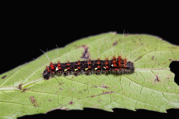 Golden Emperor moth caterpillar