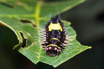 Erasmia pullchella caterpillar