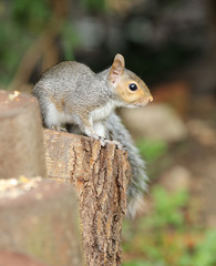 Close up of a young Squirrel on a tree stump