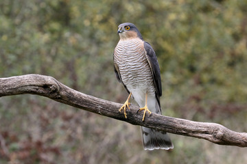 Sparrowhawk, Accipiter nisus