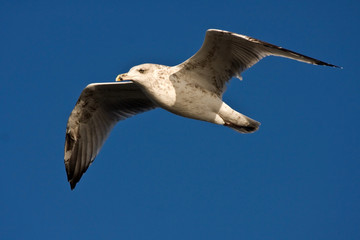 Young herring gull flying on the blue sky