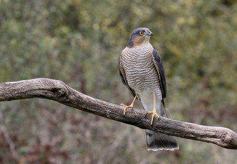 Sparrowhawk, Accipiter nisus