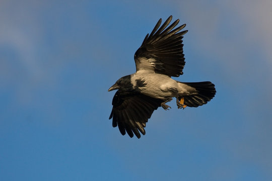 Hooded Crow (Corvus cornix) flying on the blue sky