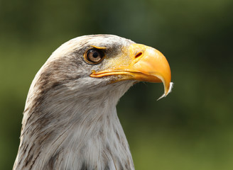 Close up of a Bald Eagle