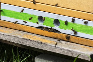 Bienen am Bienenstock