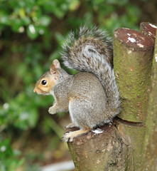 Close up of a baby Grey Squirrel on a tree stump