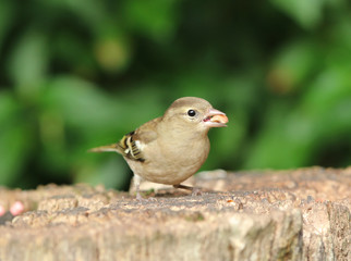 A female Chaffinch eating nuts on a tree stump