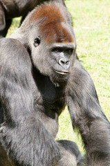 Gorille des plaines mâle dominant