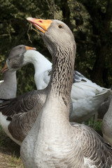 Pommerngaense