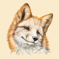 engrave fox illustration