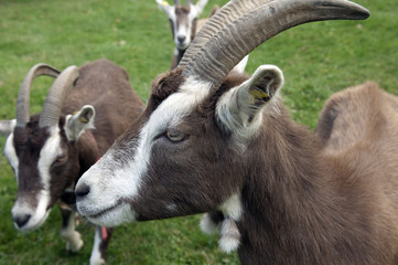 Thueringer, Waldziege,