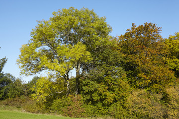 Waldrand im Herbst mit gelben und grünen Blättern