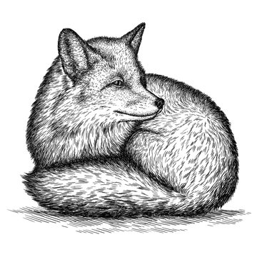 engrave fox illustration