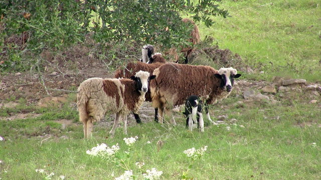 Sheep Jacobs Ram under tree HD