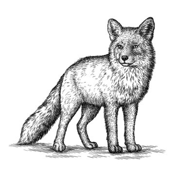 Engrave Fox Illustration