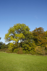 Waldrand im Herbst mit gelben und grünen Blättern