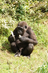 Jeune Gorille des plaines